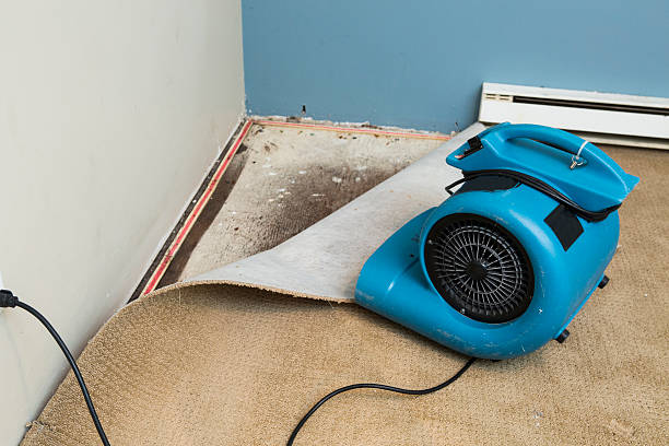 Best Basement water damage restoration  in Hopkins, MN